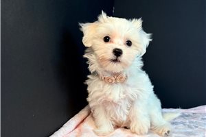 Maude - Maltese for sale