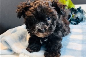 Dynamo - Maltipoo for sale