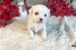 Cassie - Malti Poo - Maltipoo for sale