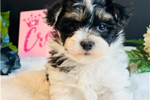 Dulia - Maltipoo for sale
