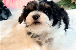 Dulia - Maltipoo for sale