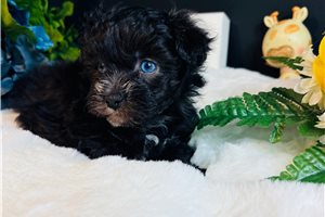 Dynamo - Maltipoo for sale