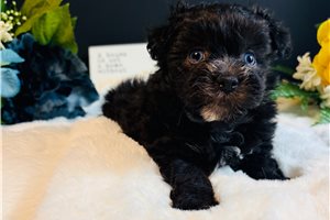 Dynamo - Malti Poo - Maltipoo for sale