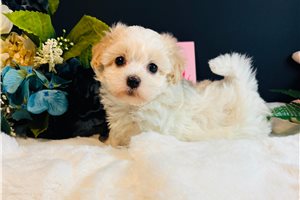 Duchess - Malti Poo - Maltipoo for sale