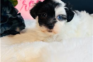 Dusk - Malti Poo - Maltipoo for sale