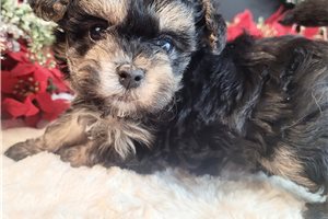 Darla - Malti Poo - Maltipoo for sale