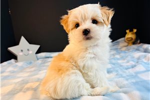 Casey - Morkie / Yorktese for sale