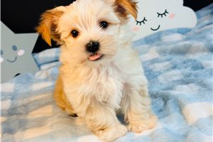 Cartwright - Morkie / Yorktese for sale