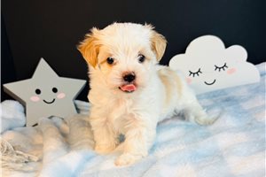 Casey - Morkie / Yorktese for sale