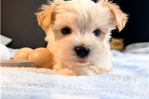 Cartwright - Morkie / Yorktese for sale