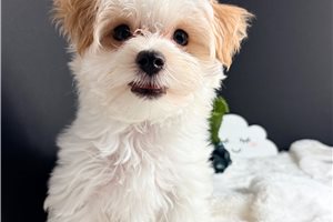 Casey - Morkie / Yorktese for sale