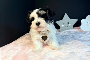 Helena - Morkie / Yorktese for sale