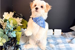 Casey - Morkie / Yorktese for sale