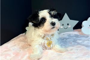 Helena - Morkie / Yorktese for sale