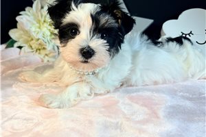 Helena - Morkie / Yorktese for sale