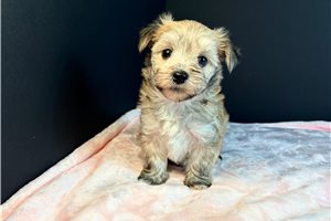 Tilly - Morkie / Yorktese for sale