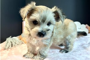 Tilly - Morkie / Yorktese for sale