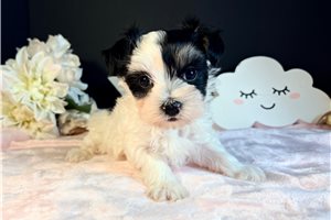 Helena - Morkie / Yorktese for sale