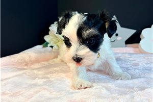 Helena - Morkie / Yorktese for sale