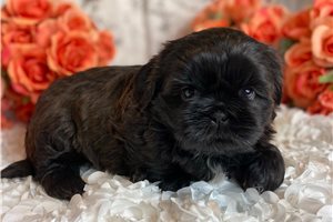 Tank - Shih Tzu for sale