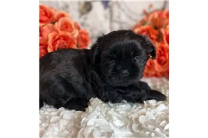 Badger - Shih Tzu for sale