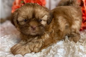 Taffy - Shih Tzu for sale