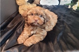 Ivan - Shorkie for sale