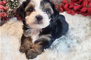 Betty - Yorkiepoo - Yorkie Poo for sale