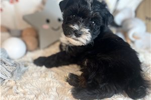 Shadow - puppy for sale