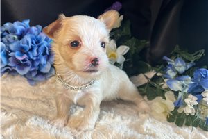 Hazel - puppy for sale
