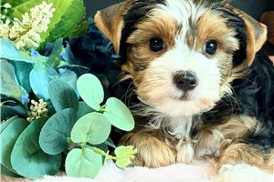 Perdia - Yorkie for sale