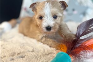 Henry - Yorkshire Terrier - Yorkie for sale