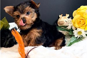Colin - Yorkie for sale