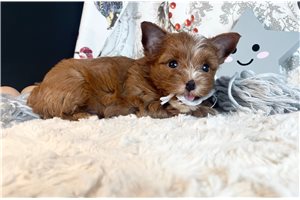 Rusty - Yorkshire Terrier - Yorkie for sale
