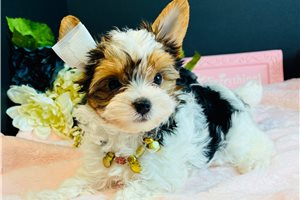 Peony - Yorkie for sale