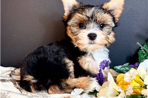 Hilo - Yorkshire Terrier - Yorkie for sale