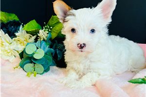 Penny - Yorkie for sale