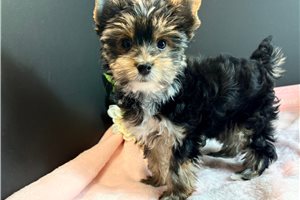 Chelsea - puppy for sale