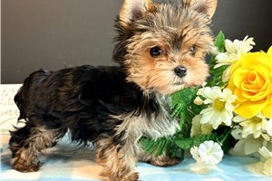 Taco - Yorkie for sale