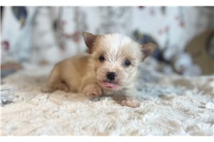 Hudson - Yorkshire Terrier - Yorkie for sale