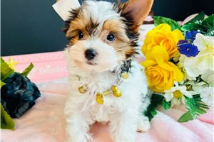 Peony - Yorkie for sale