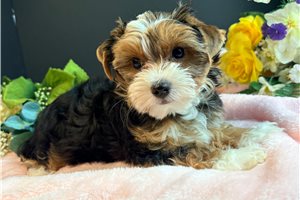 Perdia - Yorkie for sale