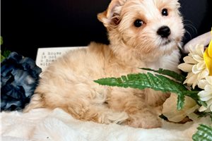 Charity - Yorkie for sale