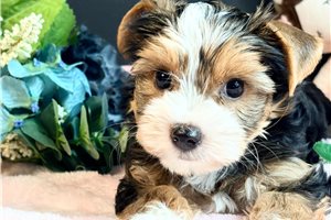 Perdia - Yorkie for sale