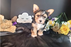 Hilo - Yorkshire Terrier - Yorkie for sale