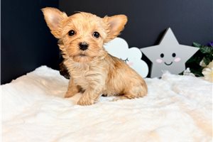Hosanna - puppy for sale