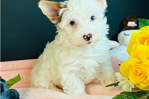 Penny - Yorkie for sale