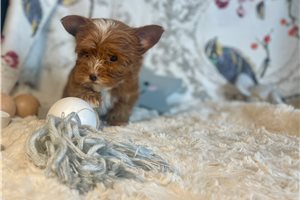 Rusty - Yorkshire Terrier - Yorkie for sale