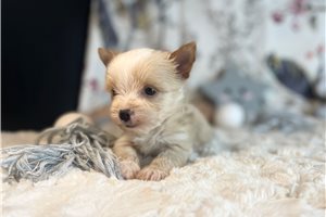 Hudson - Yorkshire Terrier - Yorkie for sale