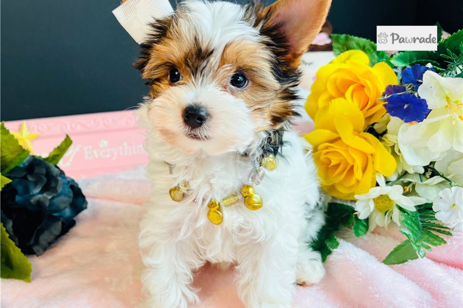 Peony - Yorkshire Terrier for sale